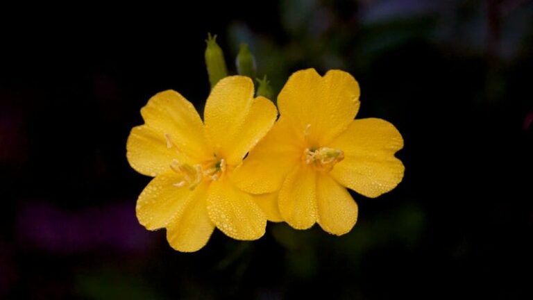 11 Flowers That Wait Until Dusk To Open, And You Can Watch Every Petal Move
