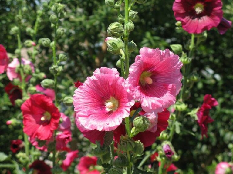 Don’t Pack Away Your Flower Seeds Yet – These 9 Go In The Ground Now For Earlier Spring Blooms