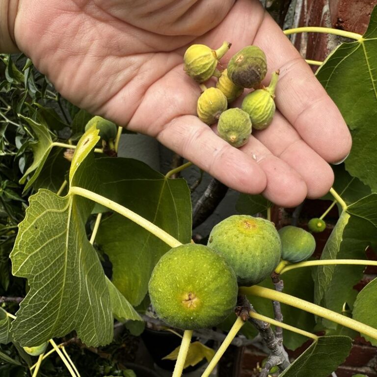 Plenty Of Leaves But Not A Single Fig? Your Tree Is Telling You One Of These 7 Things