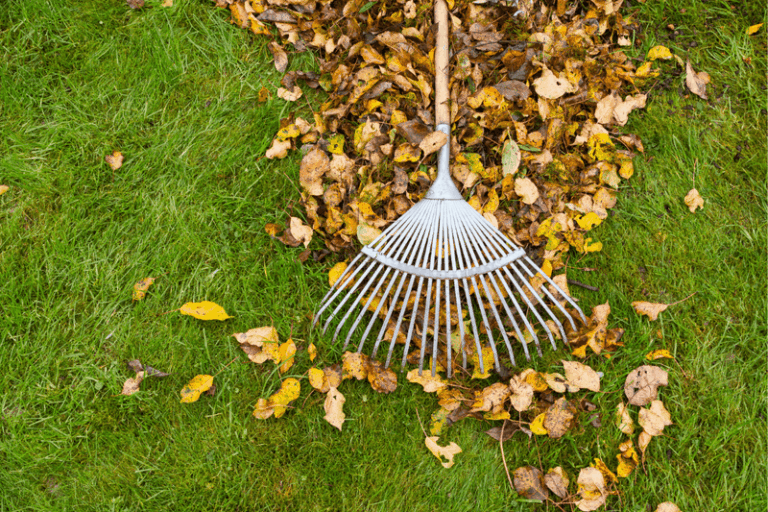 Why North Carolina Homeowners Should Keep Leaves Off New Fescue Before They Smother It This Fall