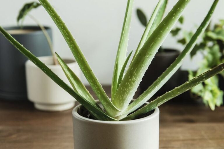 Which Of These 15 Popular Houseplants Is Quietly Poisonous To The Cat Curled Up Beside It?
