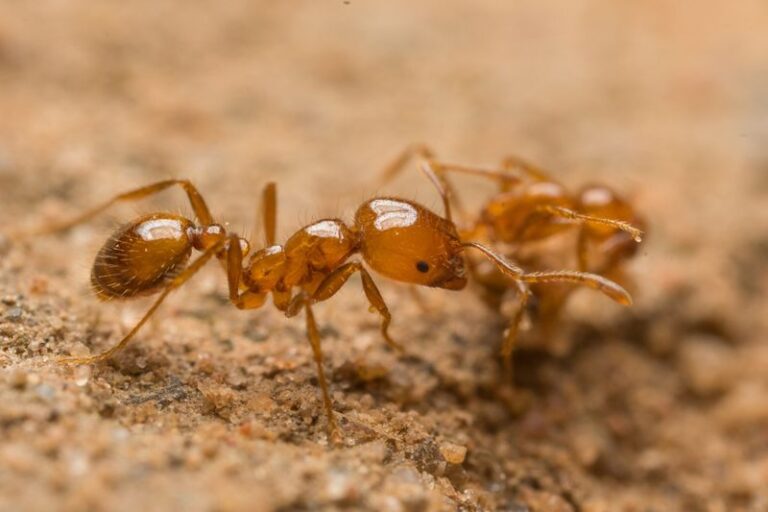 Could Fire Ants Be a Hidden Hazard for Box Turtles and Nesting Birds in North Carolina Yards?