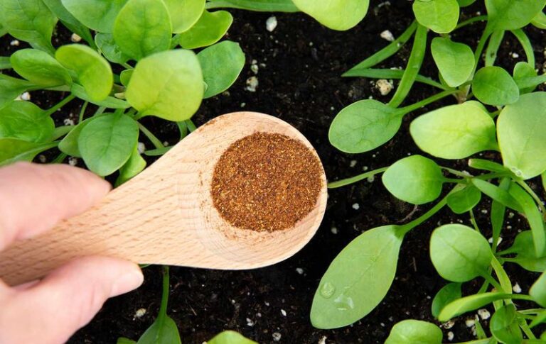Moles Tearing Up Your Lawn Hate These Smells – Here’s Exactly Where To Put Each One