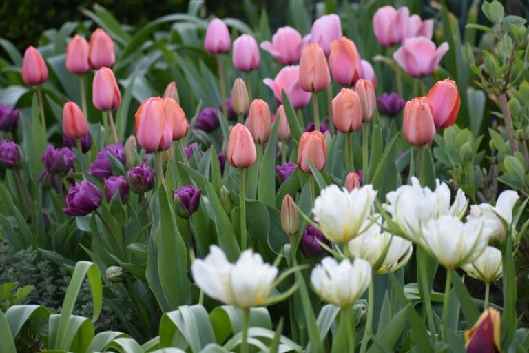 Tulips With Leaves but No Flowers: Possible Causes and What Helps