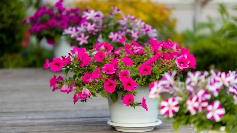 16 Tricks That Keep Your Potted Petunias Blooming Like Crazy Long After You Bring Them Indoors