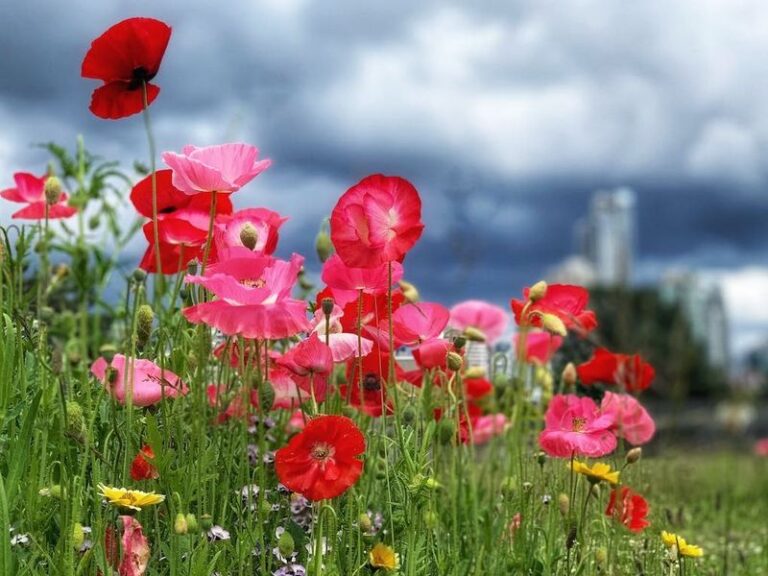 If You Want Fresh Flowers On Your Table Next Summer, Here Are 15 Cut-And-Come-Again Annuals To Sow This Fall
