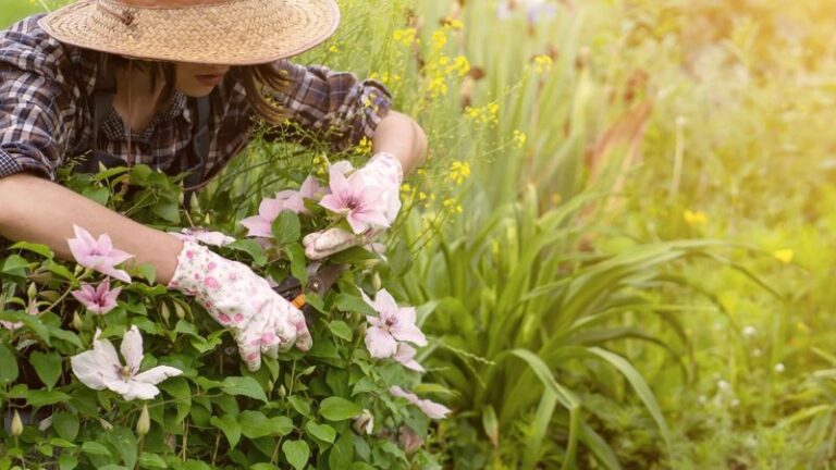 If Your Clematis Gave You All Vines And No Flowers This Year, Here’s What To Do Before Winter