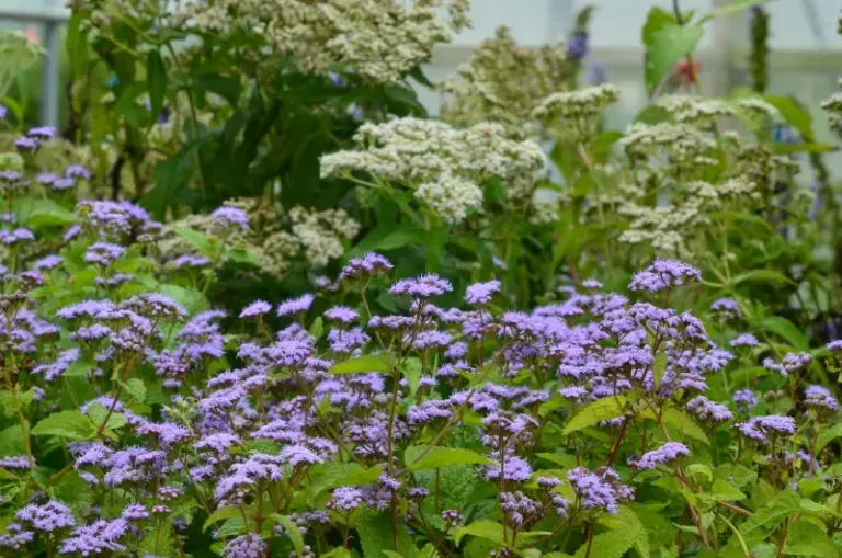 Blue Mistflower: A North Carolina Native Worth Considering for Late-Season Fall Color