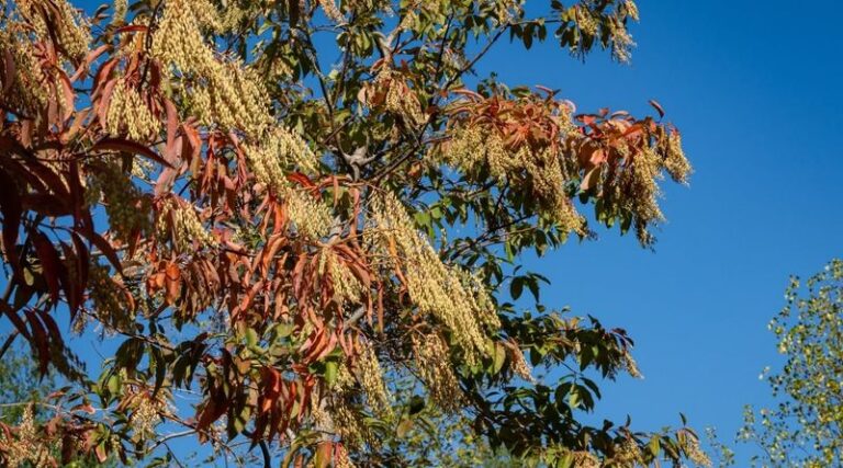 Sourwood: A North Carolina Native Alternative to Bradford Pear With Summer Flowers and Variable Fall Color
