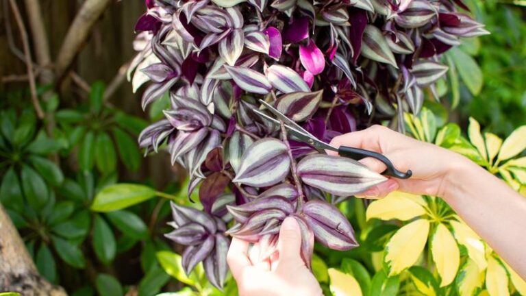 How to Pinch Tradescantia zebrina to Encourage Fuller Growth and Where to Cut
