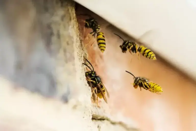 What It Really Means When Wasps Keep Hanging Around Your North Carolina Porch Into Fall