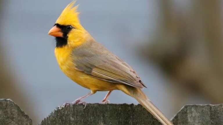 Yellow Northern Cardinals: What Science Says About This Backyard Rarity