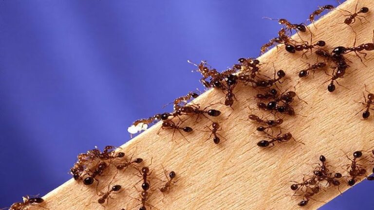 Why Fall Is When North Carolina Homeowners Finally Get Ahead Of Fire Ants Before Winter