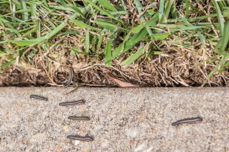 Why Fall Armyworm Damage Can Keep Showing Up In North Carolina Lawns Even After You Spray