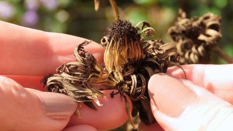Zinnia Seeds Saved From a Few Dry Flower Heads May Fill a Small Patch Next Summer for Free