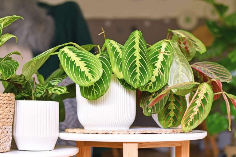 Why Your Prayer Plant Folds Its Leaves Up Every Night