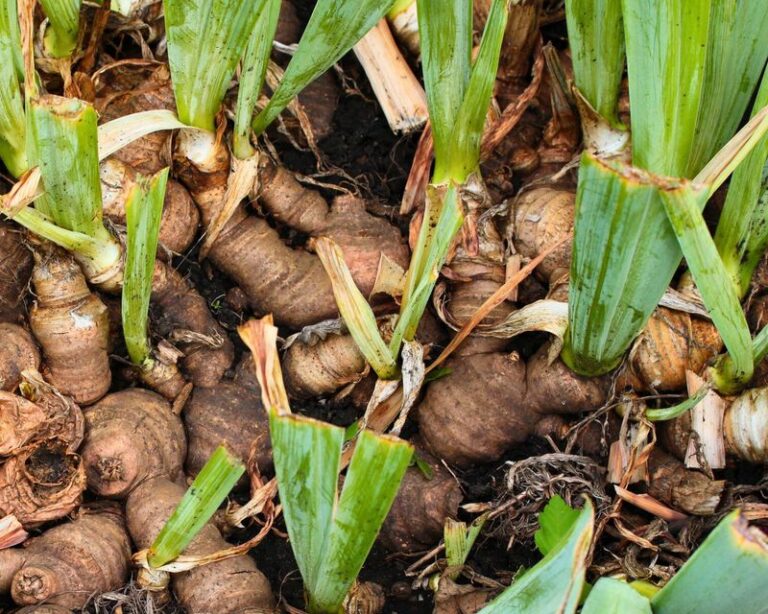 Bearded Iris Rhizome Showing at the Soil Surface? What to Know Before You Cover It for Winter