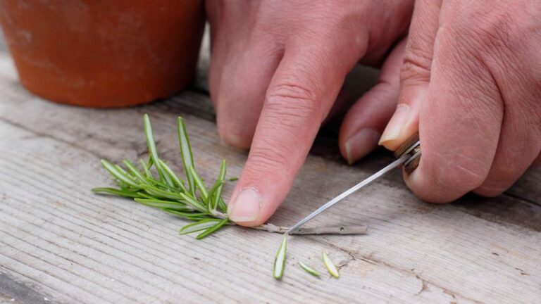 Your Rosemary Won’t Survive Every Winter – Take These Herb Cuttings Before The First Frost Hits