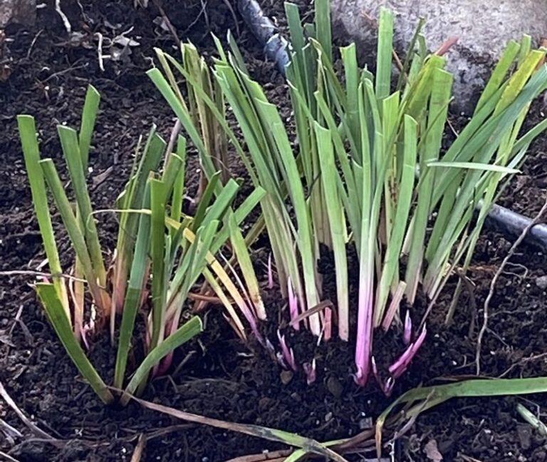 Your Irises Are Already Deciding Next Spring’s Blooms – 9 Fall Jobs That Tip The Odds