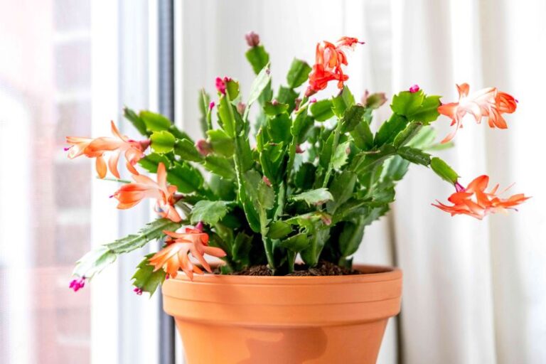If Your Thanksgiving Cactus Is Dropping Segments Instead Of Setting Buds, Here’s The Cool-Room Fix