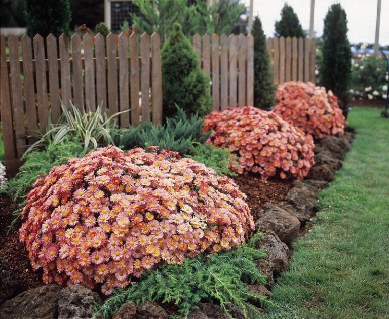 Your Fall Garden Isn’t Finished When Summer Flowers Fade – 15 Late Bloomers, Berries And Grasses That Carry It To Frost