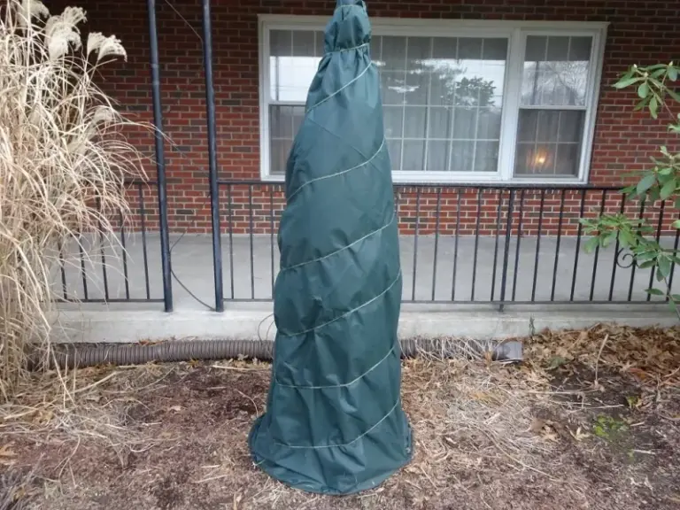 Protect Your Fig Tree From Damaging Winter Cold Before the First Frost