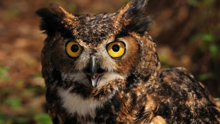 What It Could Mean When You Hear a Possible Great Horned Owl Hooting Outside Your North Carolina Bedroom Window This Fall
