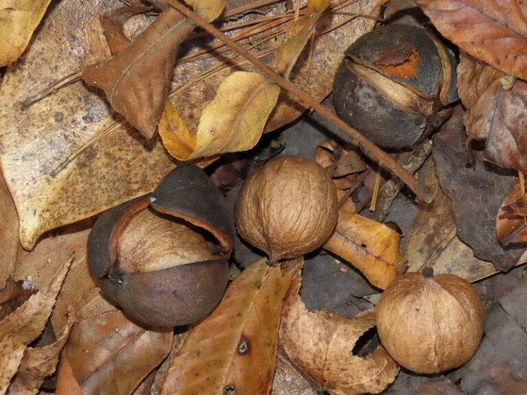 The Fall Yard Chore North Carolina Homeowners Skip That Turns Hickory Nuts Into Winter Baking Treats