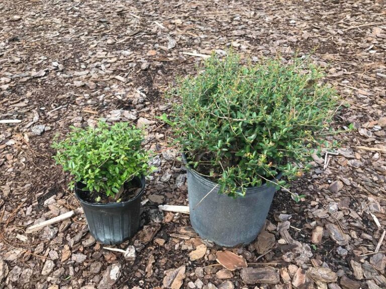 Dwarf Yaupon Holly in a Pot: A Possible Evergreen Choice for North Carolina Entries Outside Defensible Space