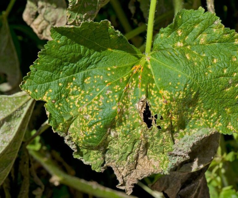 Removing Infected Hollyhock Debris This Fall Can Reduce One Source of Next Season’s Rust