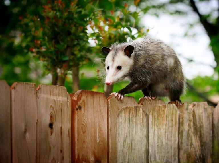 A Nighttime Opossum in Your North Carolina Yard Is Normal, but It Doesn’t Mean Fewer Ticks