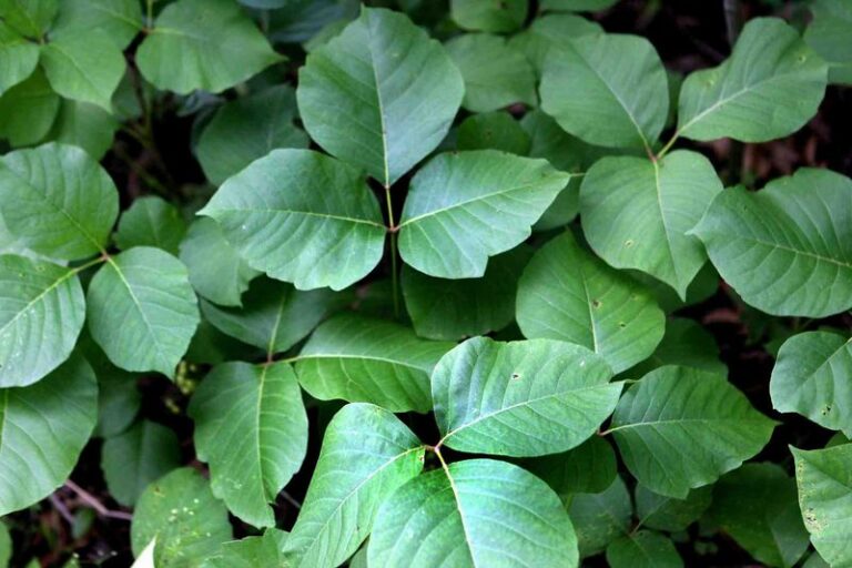 Before You Toss Everything Into Your Compost This Fall, Keep These 13 Things Out Of The Pile
