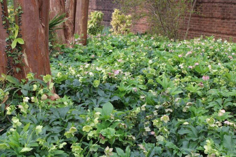 Hellebores: One Late-Winter Option for North Carolina Shade Gardens