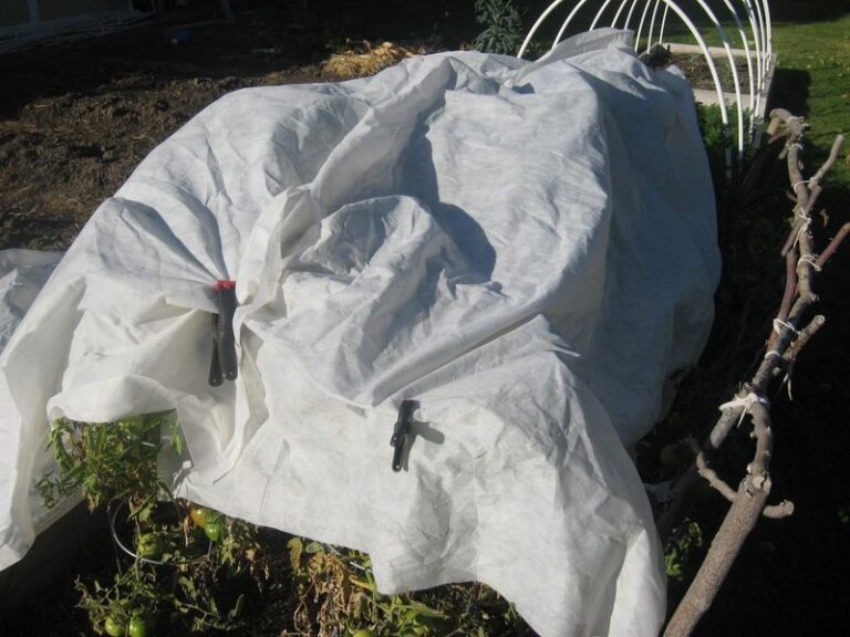 First Frost Warning Tonight? Here’s Which Plants Come Inside, Which Get Covered, And Which Shrug It Off