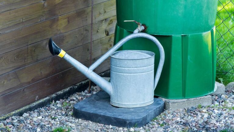 Rain Barrels for North Carolina Container Gardens: Less Hose Work, Not Zero Oversight
