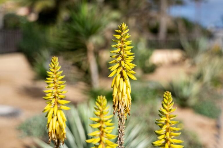 Aloe Vera’s Flower Stalk: What It Does and Whether to Cut It