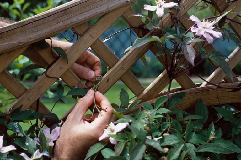 8 October Clematis Jobs That Fill Your Vine With Twice The Flowers Next Summer