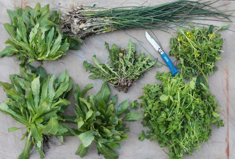 9 Common Yard Weeds You Keep Pulling That Are Actually Edible Greens