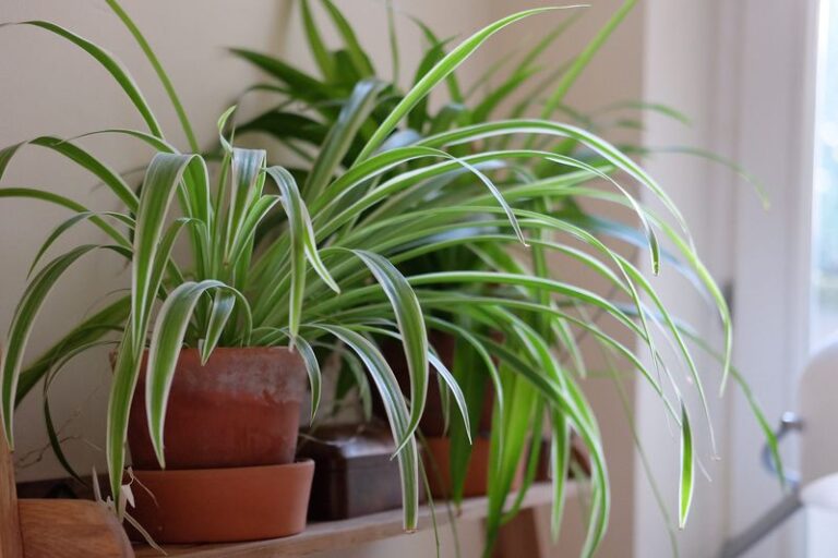 What Your Spider Plant Actually Wants From You This Fall – And The Habits That Are Quietly Hurting It