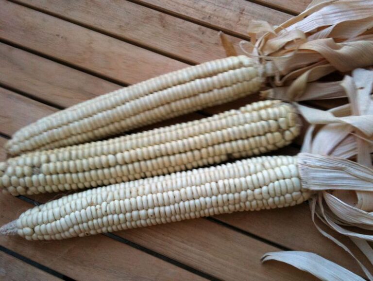 The Old Fashioned Vegetables Grandma Grew In North Carolina Are Back In Backyard Gardens For Good Reason