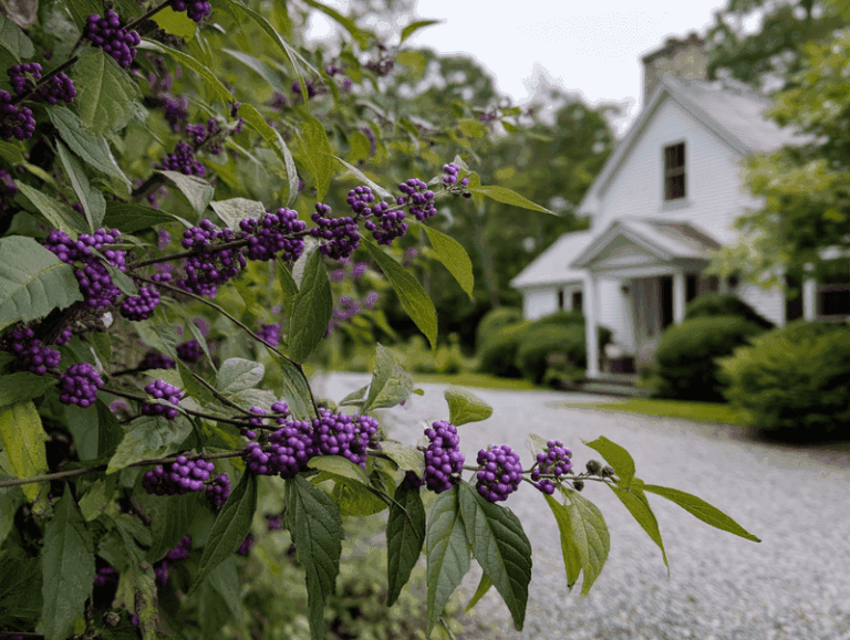 American Beautyberry in North Carolina: A Native Shrub for Yard Edges, Not a Tick Barrier