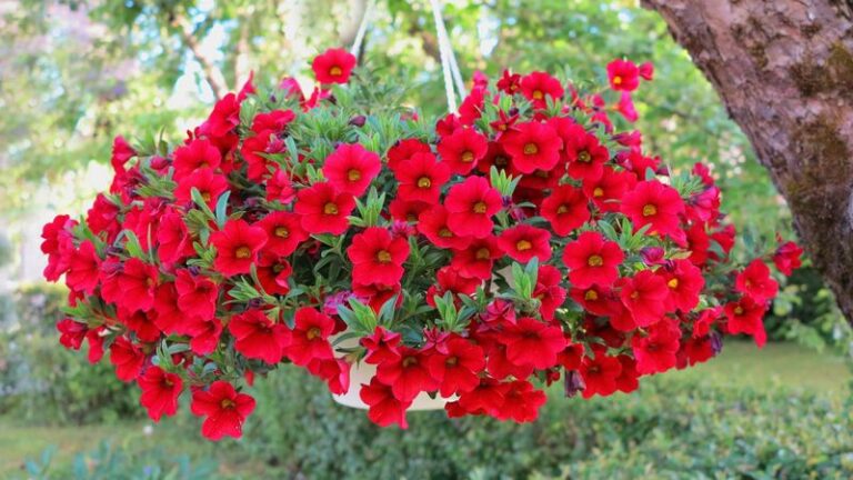 13 Red Flowers Hummingbirds Spot From Across The Street And Fly Straight Into Your Yard