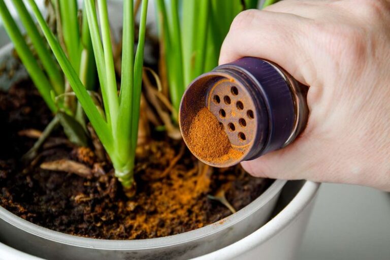 Squirrels Digging Up Your Fall Bulbs Hate These 9 Kitchen Scents – Here’s Where To Use Each One