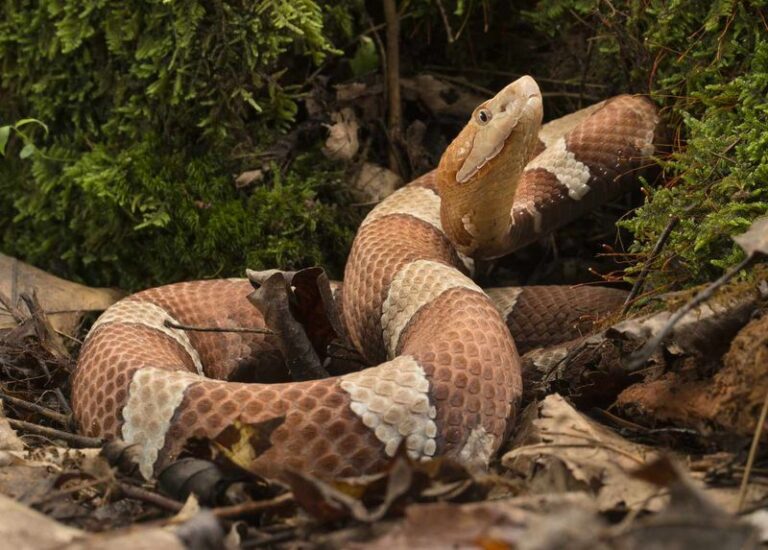 The Old Snake Advice North Carolina Homeowners Still Follow That Actually Draws Copperheads Closer To The House