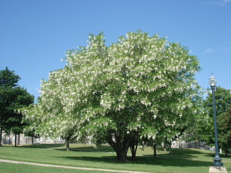 These North Carolina Native Trees Shade Your Patio Without Dropping Messy Fruit Or Sticky Sap On Everything