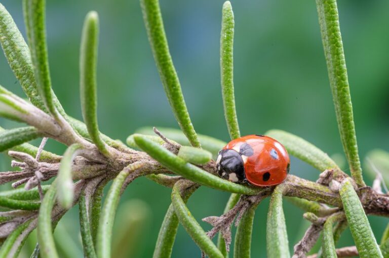 Rosemary Has Oil-Bearing Leaf Glands, but Do They Stop Garden Pests?