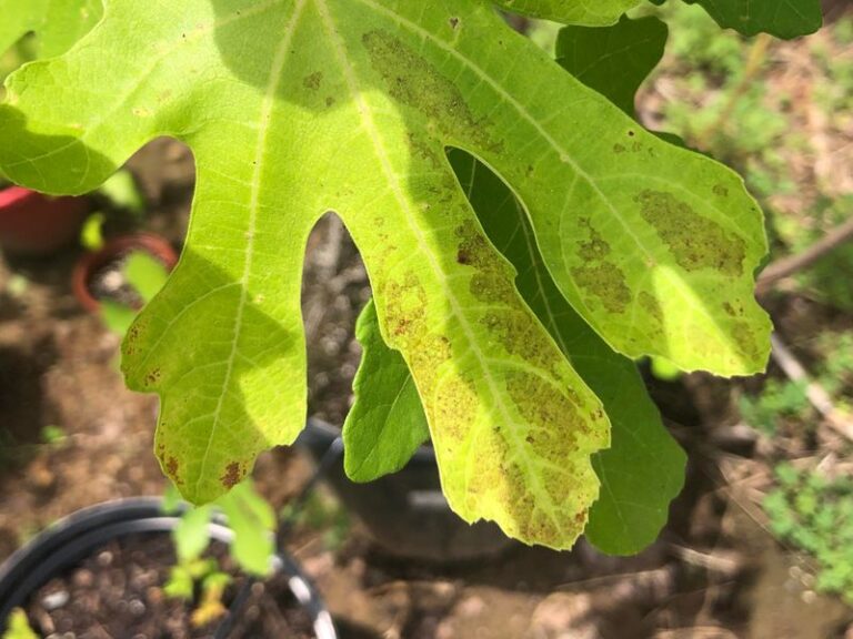 If Your Potted Fig Tree Is Doing These 15 Things, It’s Ready For The Ground (Here’s How To Move It Before Winter)