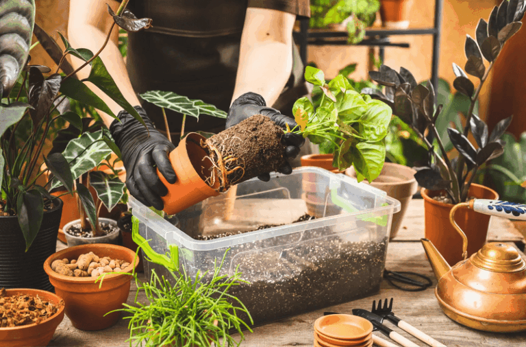 Your Peace Lily Keeps Drooping Indoors Because Of These 9 Mistakes You Don’t Notice You’re Making