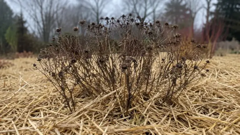 Don’t Toss Your Mums When The Flowers Fade – 11 Steps That Bring Them Back Bushier Next Fall