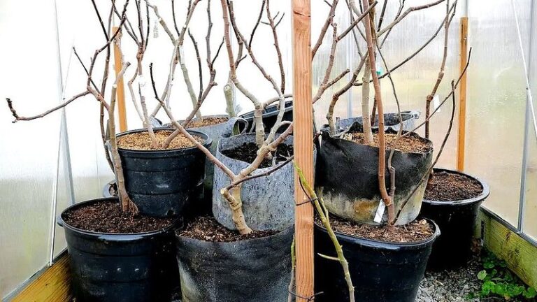Your Potted Fig Survives A North Carolina Winter Just Fine If You Handle These Few Things Before Frost